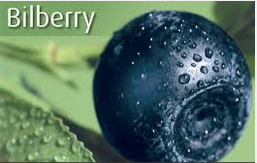 bilberry salah satu bahan baku untuk super lutein mirtoplus