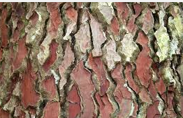 French Maritime pine bark bahan antioksidan Super Lutein Mirtoplus